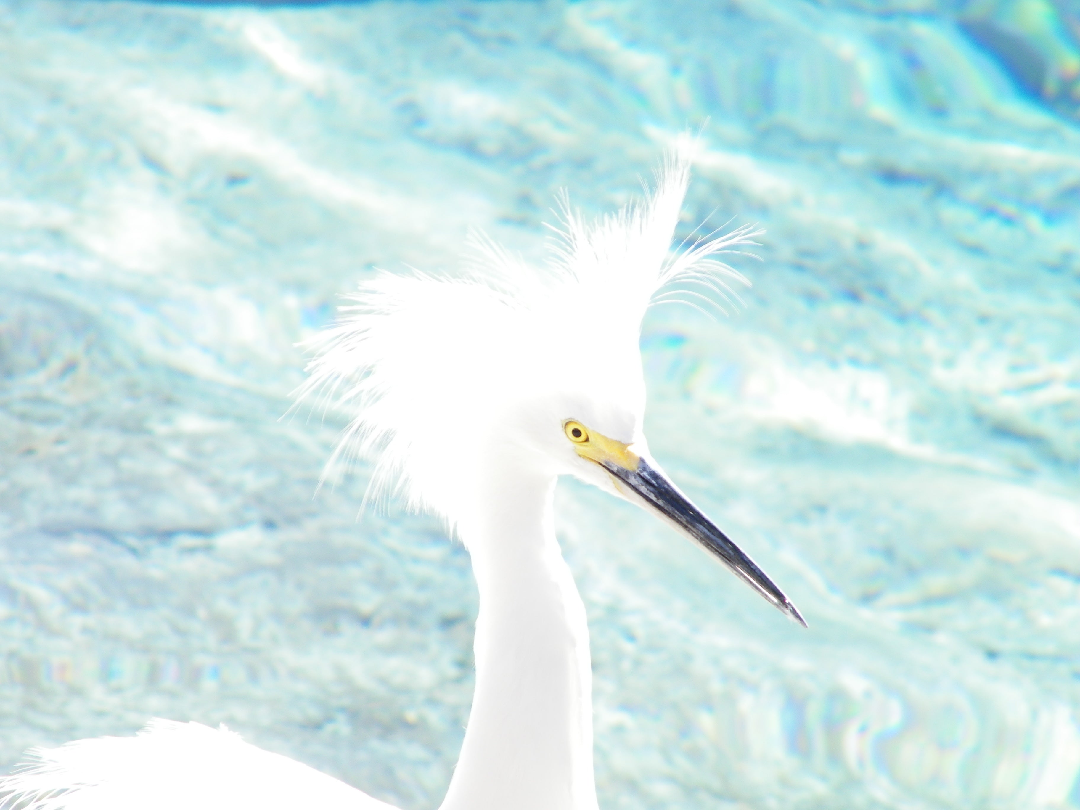 ART Photo Birds #4