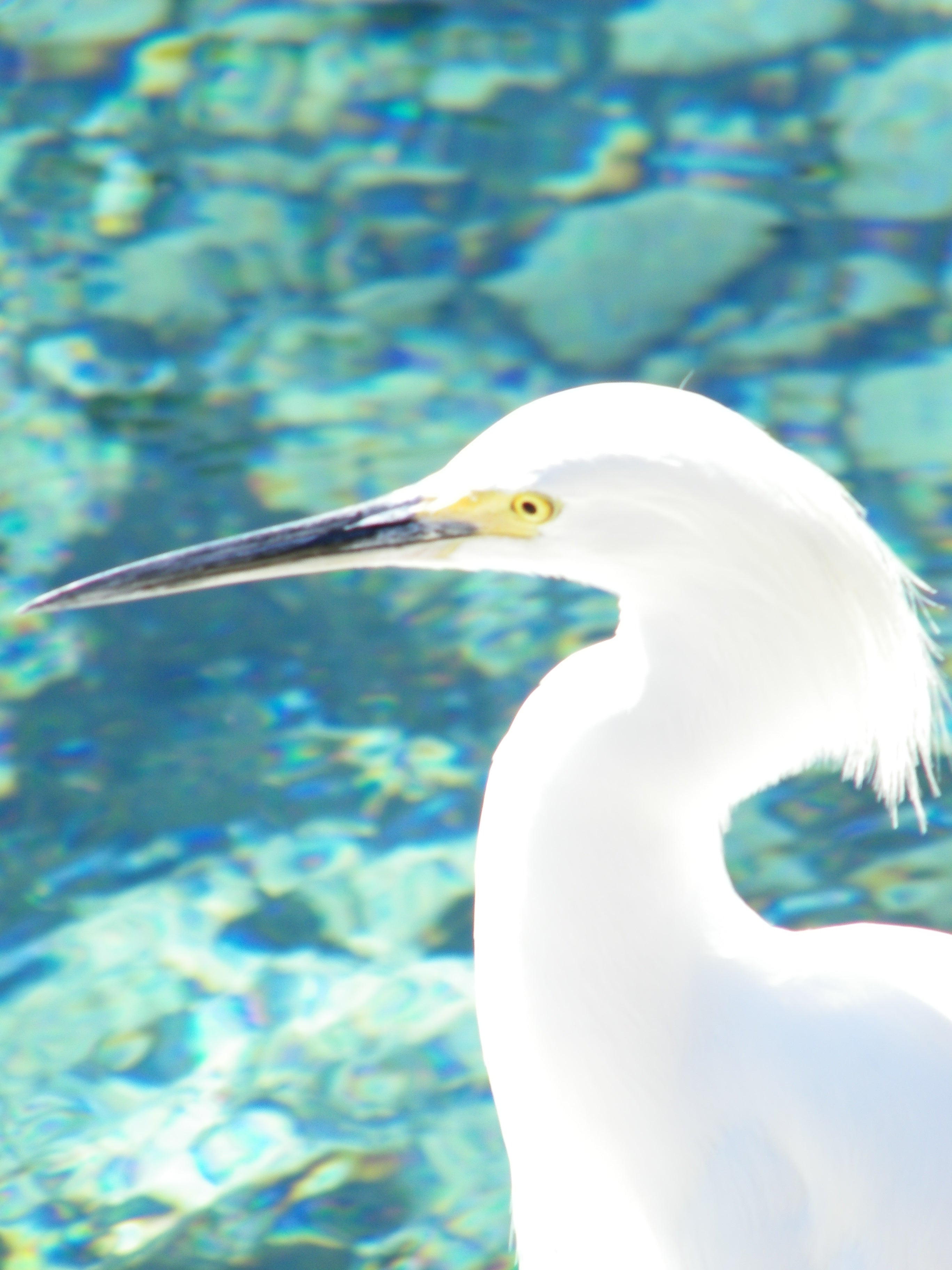 ART Photo Birds #6