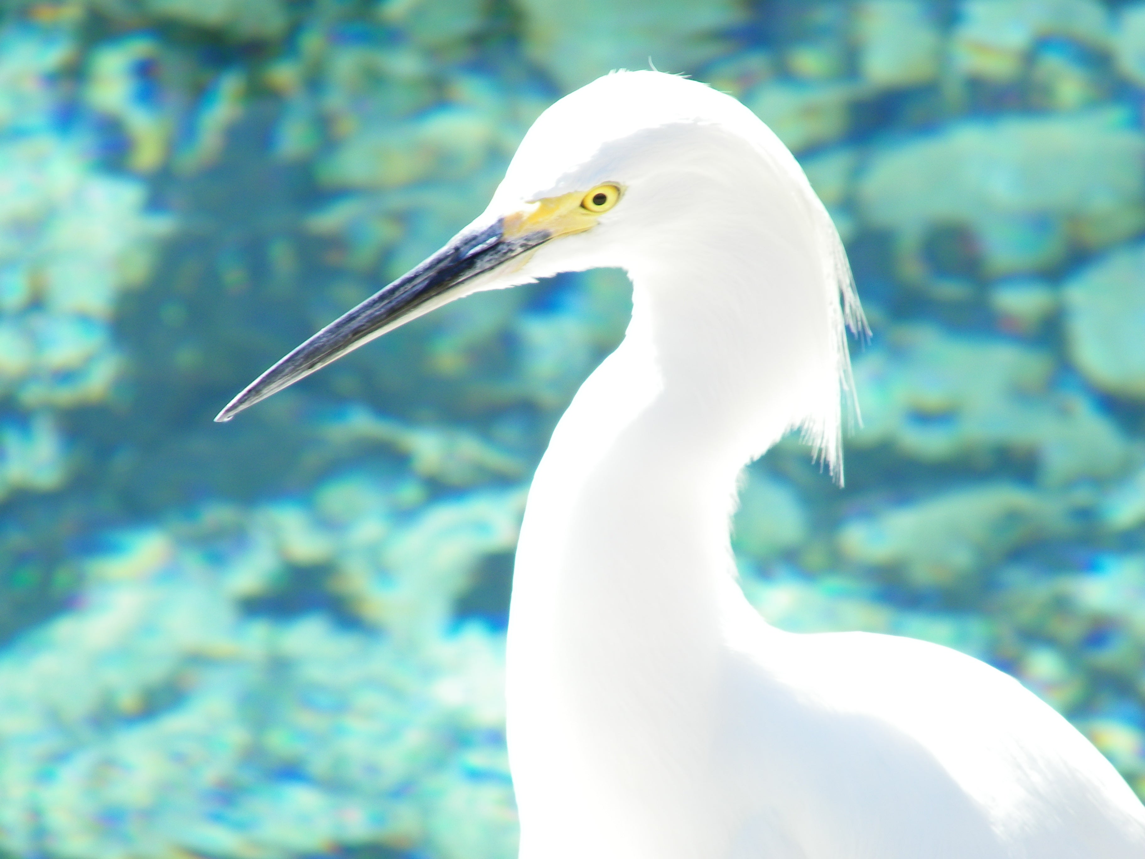 ART Photo Birds #5