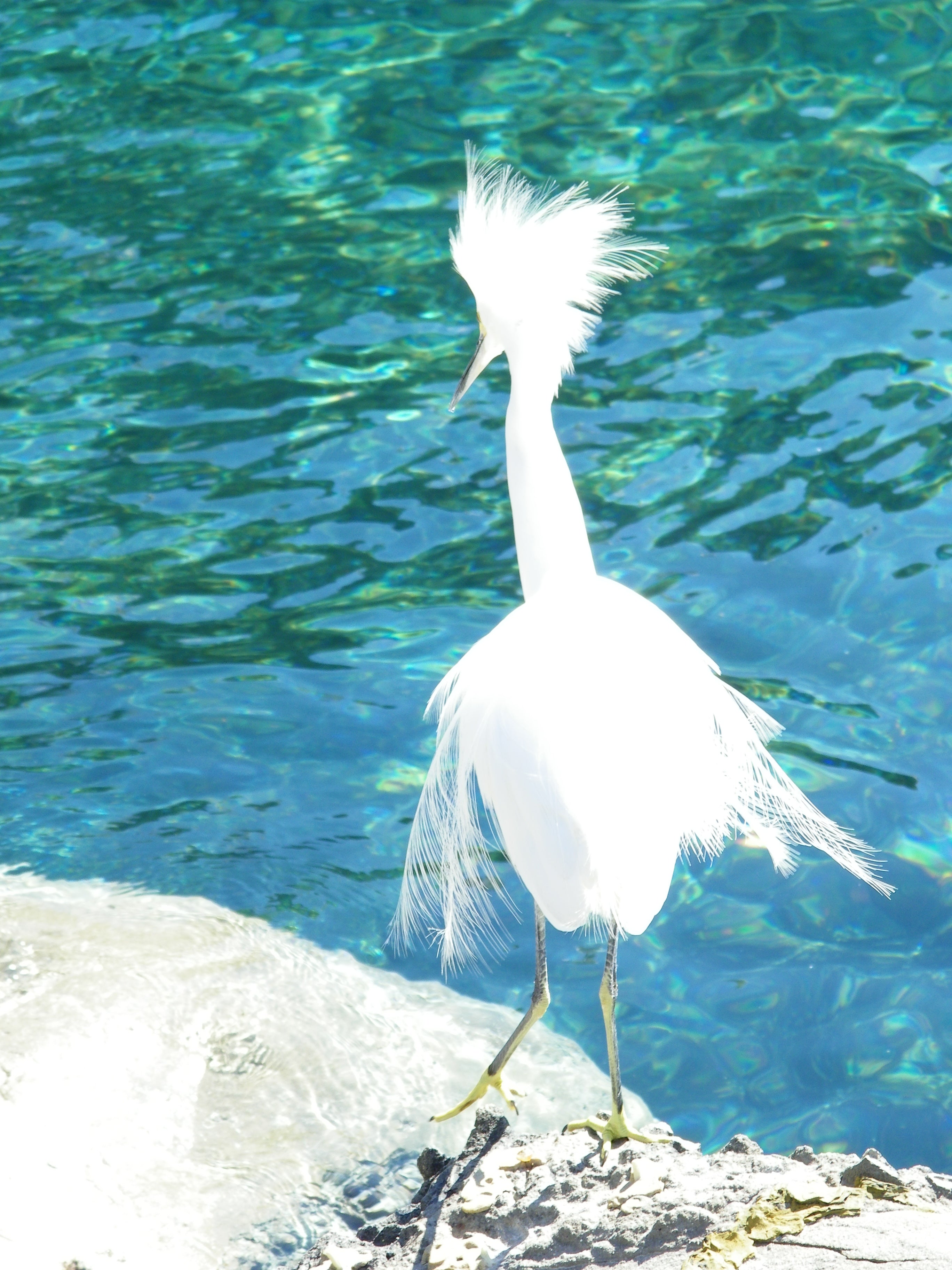 ART Photo Birds #7