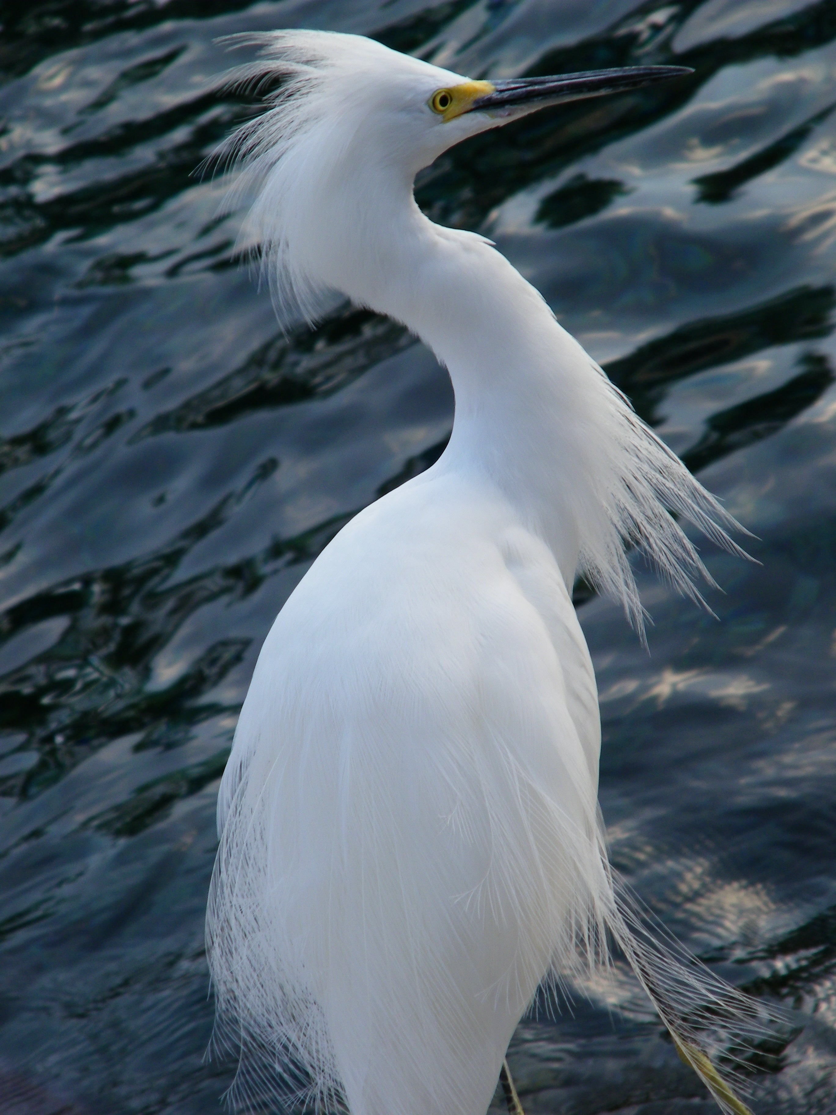 ART Photo Birds #2