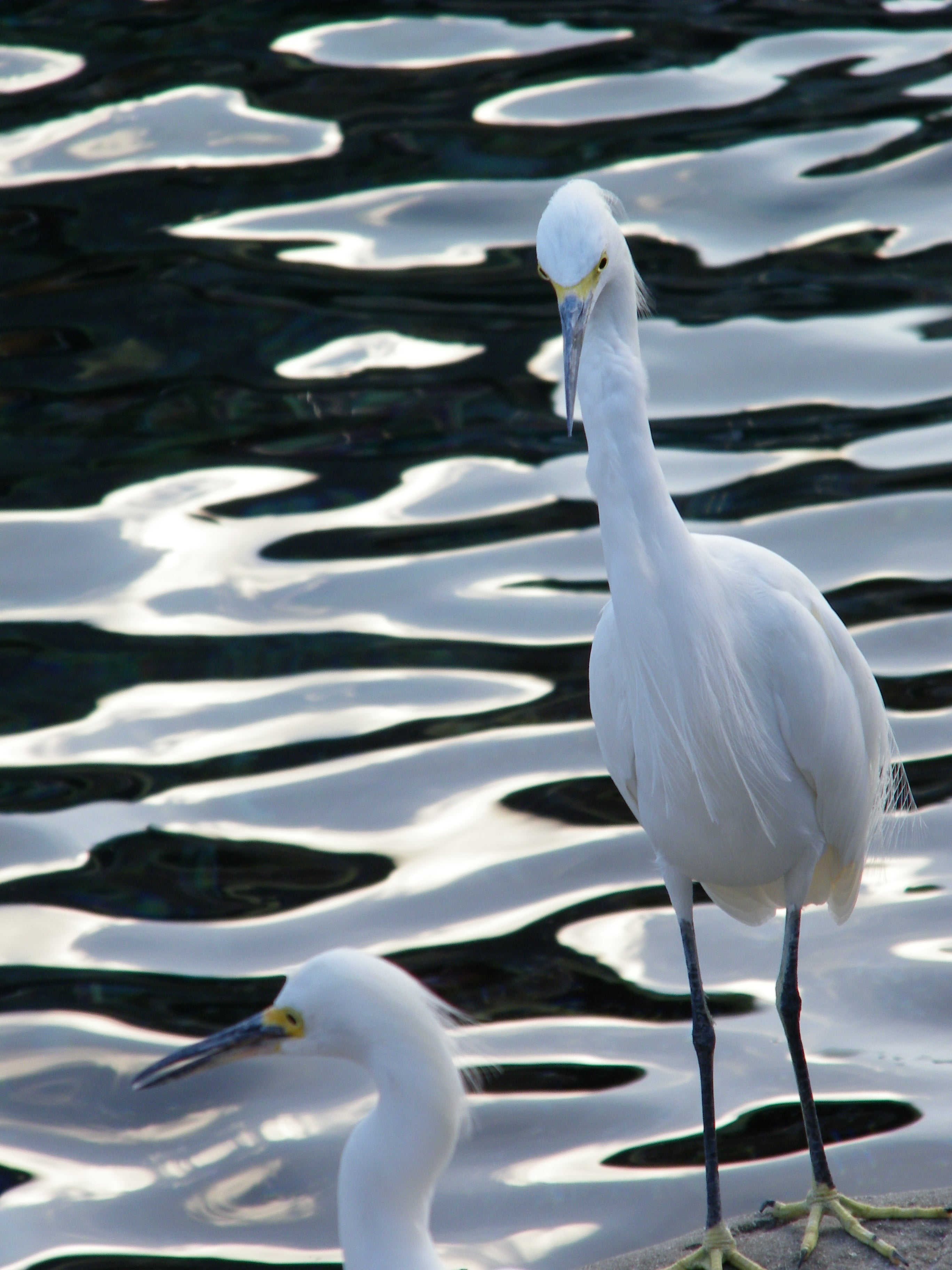 ART Photo Birds #3