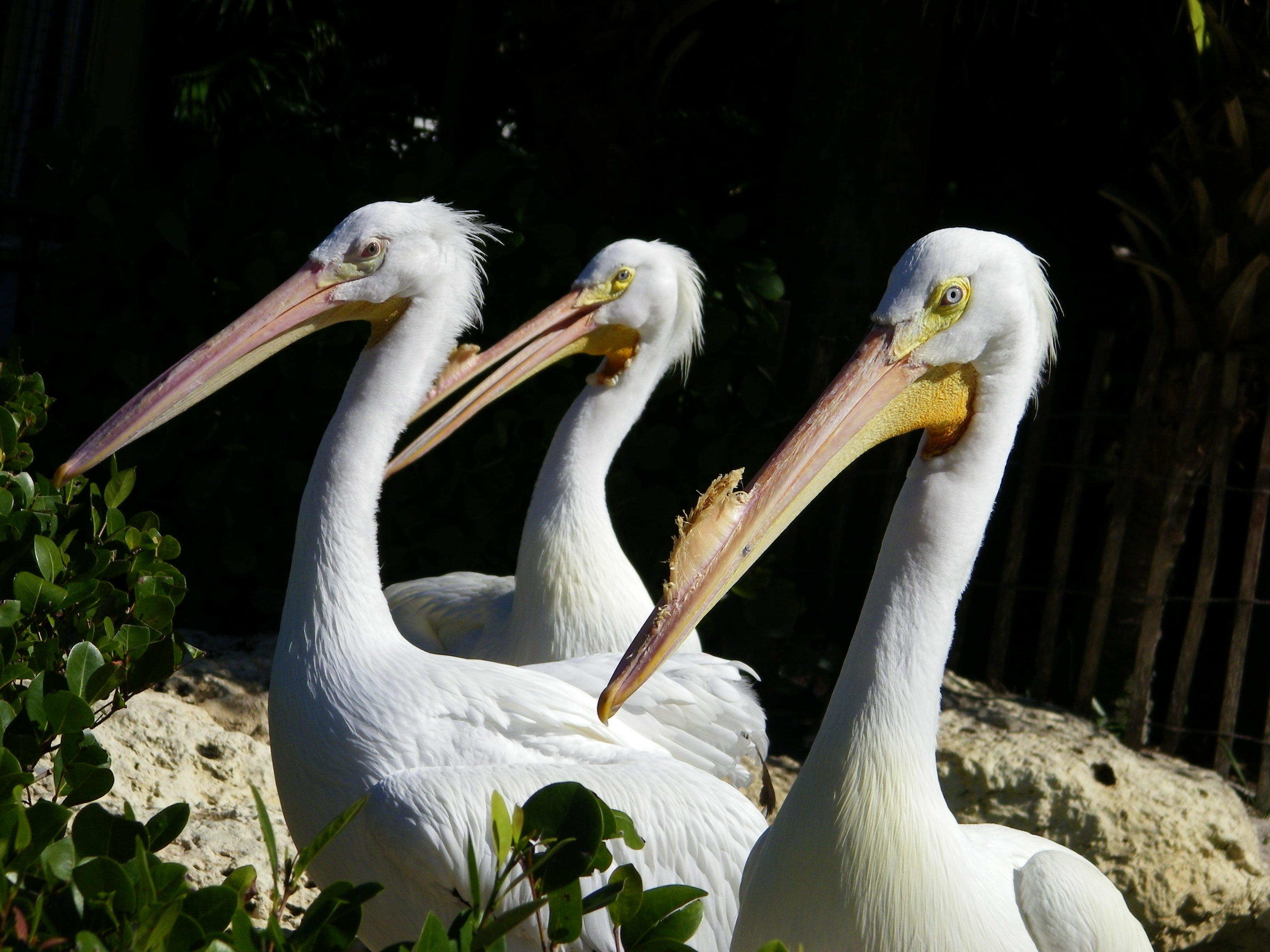 ART Photo Birds #10