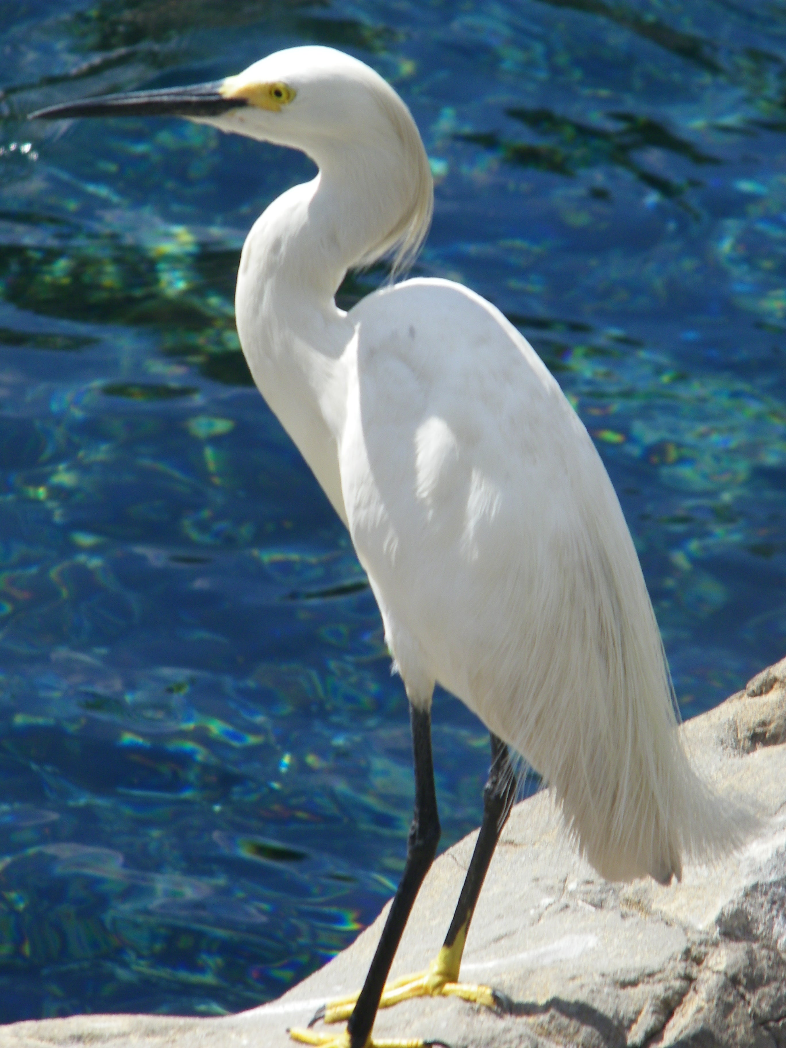 ART Photo Of Birds #1