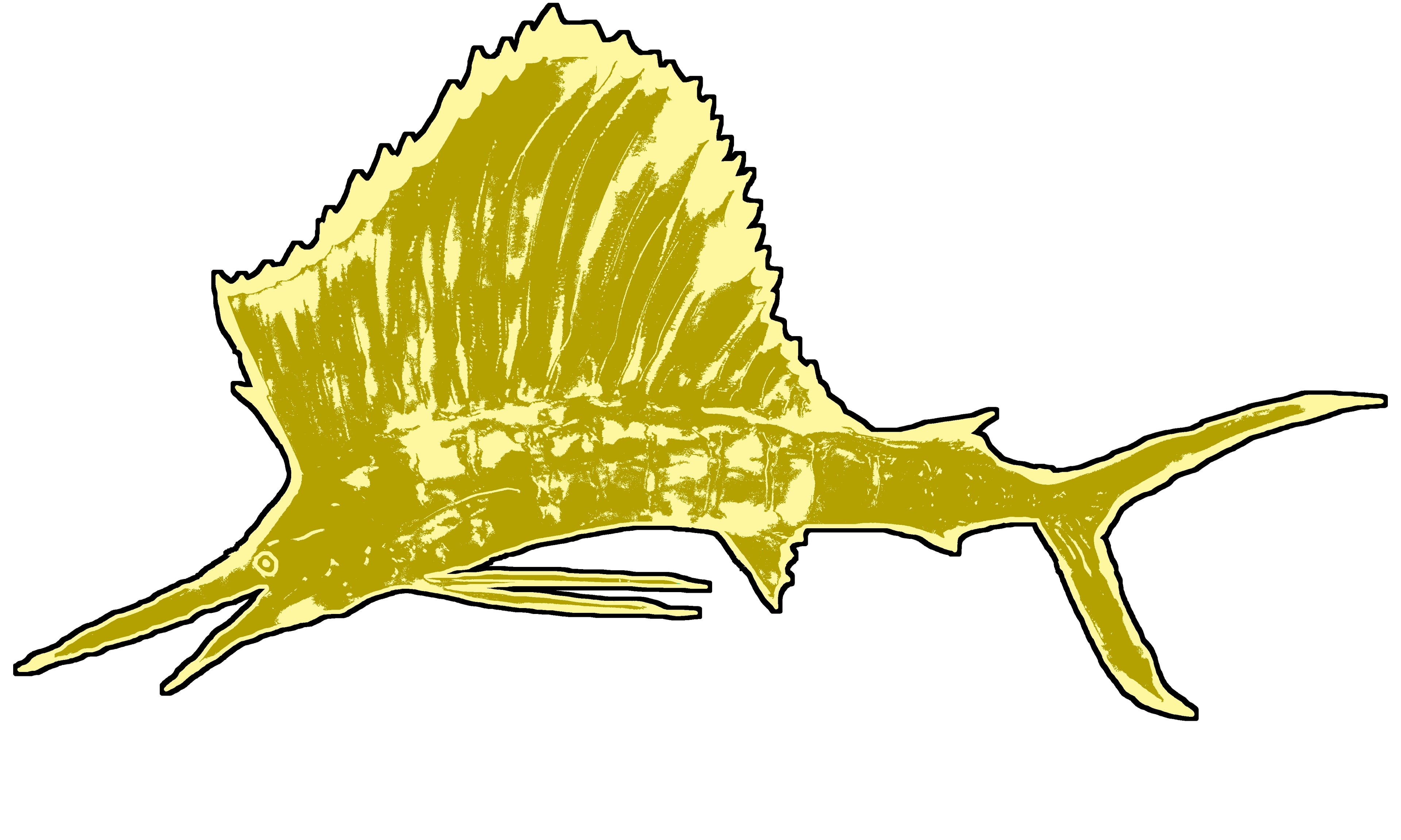 A Sail Fish 3
