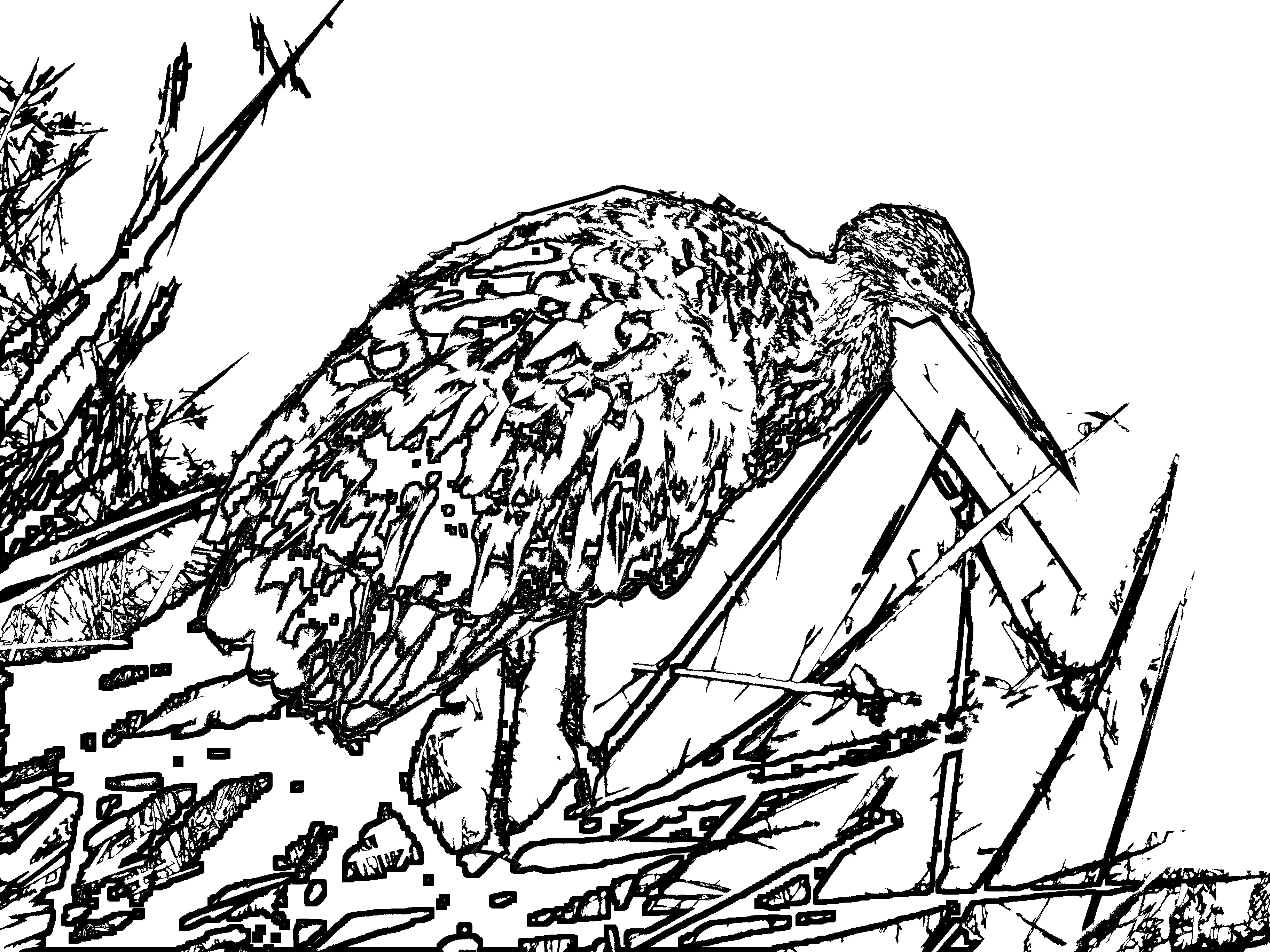 Florida Bird #1